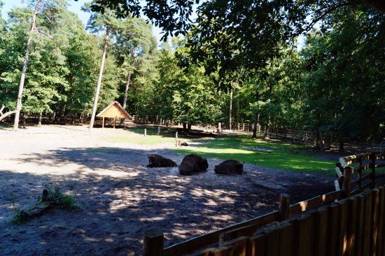 Zagroda Pokazowa Żubrów